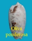 Oliva ponderosa, Duclos 1840